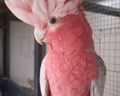 Great Cockatoo : APRIL